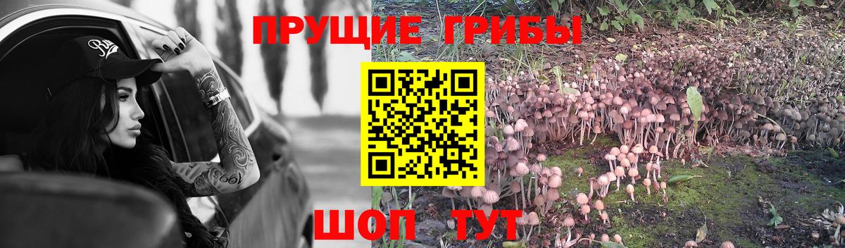 Галлюциногенные грибы Psilocybe Конаково